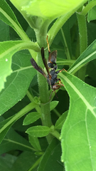 Polistes fuscatus