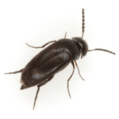 Isotrilophus erraticus