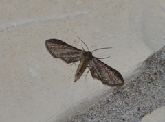 Protoproutia laredoata