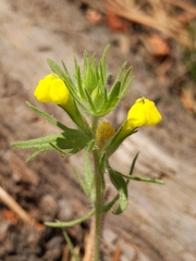 Castilleja lacera