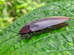 Nyctibora