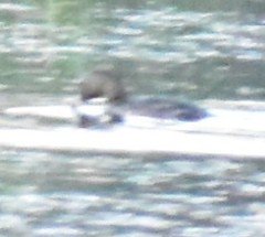 Podilymbus podiceps