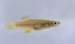 Brachyrhaphis punctifer