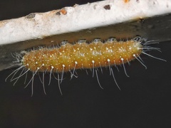 Delias eucharis