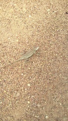 Diporiphora australis