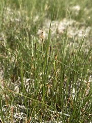 Carex microglochin