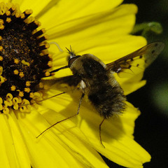 Bombylius diegoensis