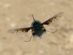 Bombylius breviabdominalis