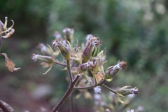 Psacalium peltatum