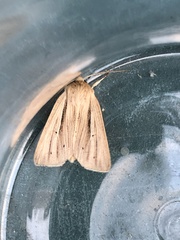 Mythimna pallens