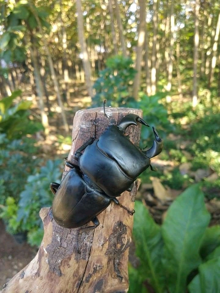 Serrognathus bucephalus