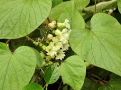 Lepistemon urceolatus
