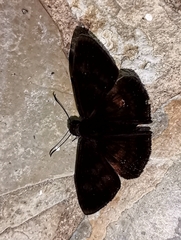 Aethilla echina echina