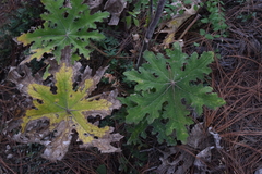 Psacalium peltatum
