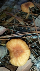 Laccaria canaliculata