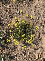 Eriogonum marifolium
