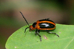 Oides dorsosignata