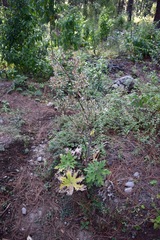 Psacalium peltatum