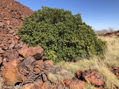 Ficus brachypoda