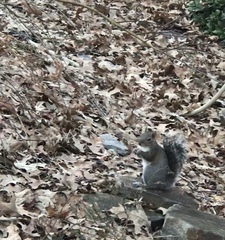 Sciurus carolinensis