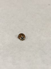 Harmonia axyridis