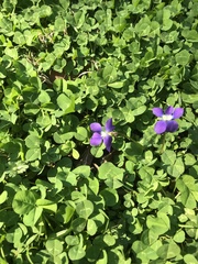 Viola sororia