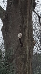 Sciurus carolinensis