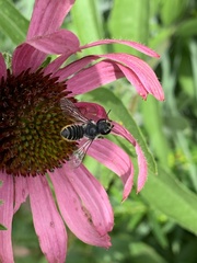 Megachile pugnata