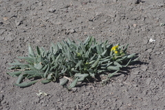 Senecio integerrimus scribneri