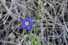 Giliastrum rigidulum