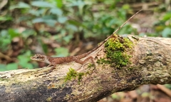 Anolis fuscoauratus