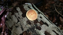 Gymnopilus crociphyllus