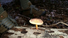 Gymnopilus crociphyllus
