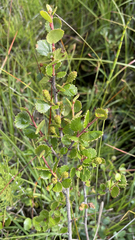 Betula nana