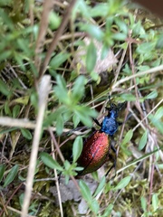 Carabus hispanus