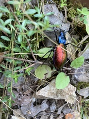 Carabus hispanus