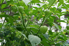 Physalis philadelphica