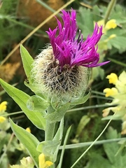 Centaurea nervosa