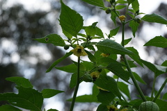 Physalis philadelphica