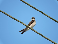 Stelgidopteryx serripennis ridgwayi