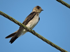 Stelgidopteryx serripennis ridgwayi