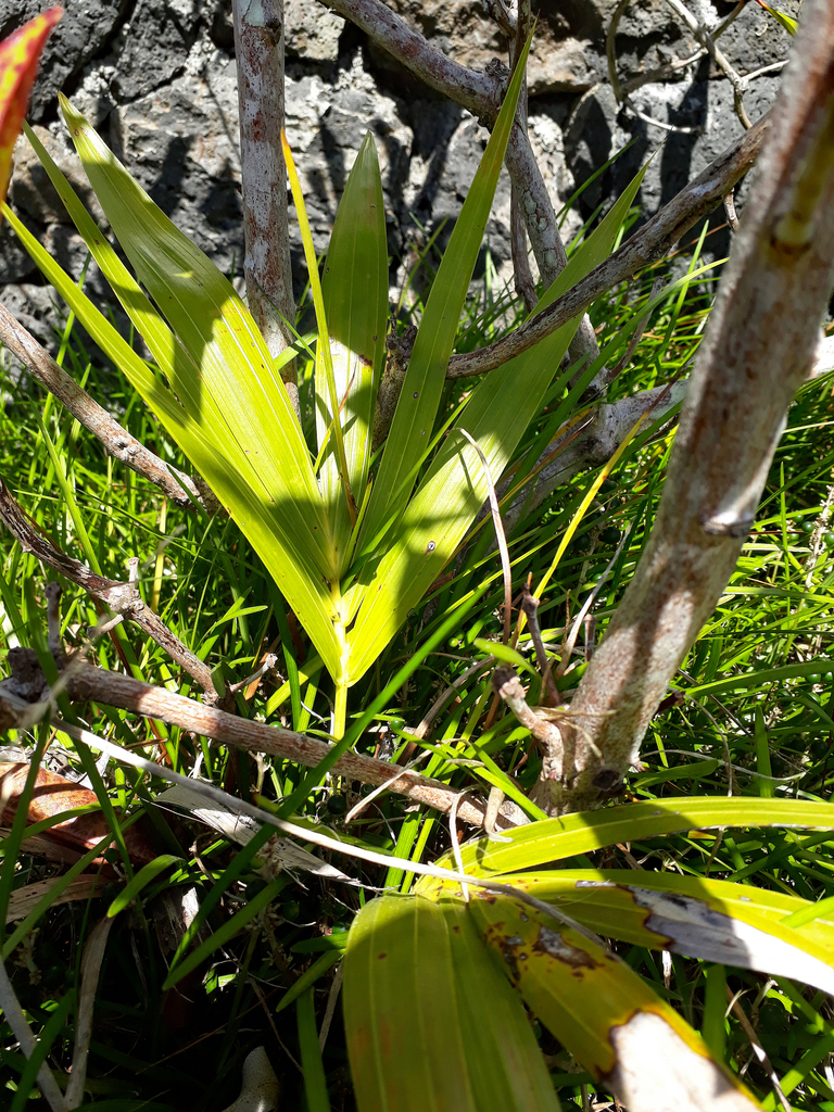 Kentia Palm