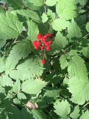 Actaea rubra rubra