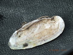 Eurynia dilatata image