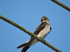 Stelgidopteryx serripennis ridgwayi