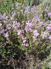 Thymus pallasianus