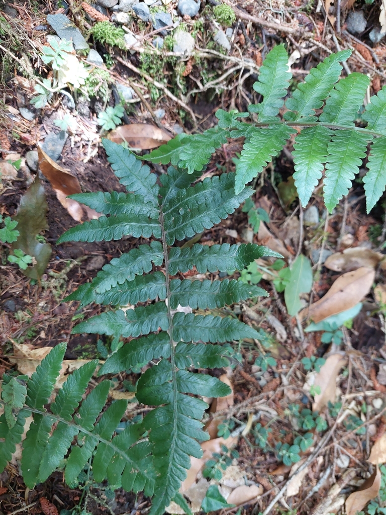Athyrium decurrenti-alatum