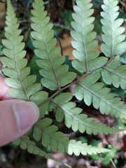 Athyrium otophorum