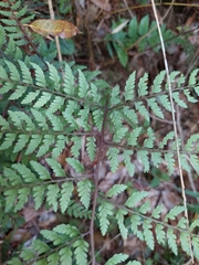 Athyrium tripinnatum