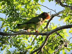 Amazona xantholora